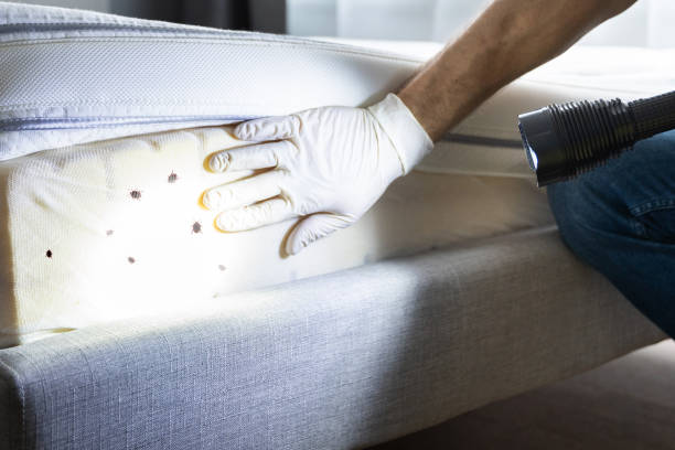 Best Rat Extermination Near Me  in Claymont, DE