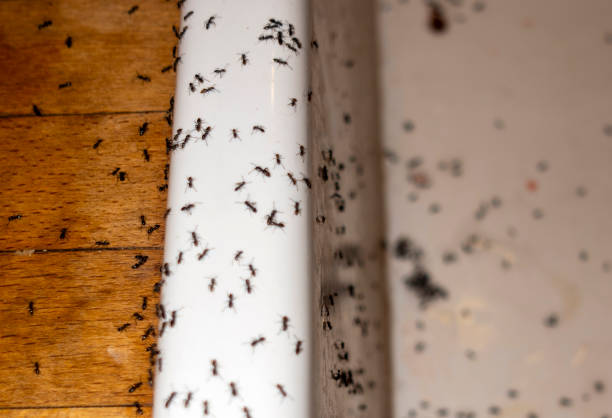 Best Pest Inspection Near Me  in Claymont, DE